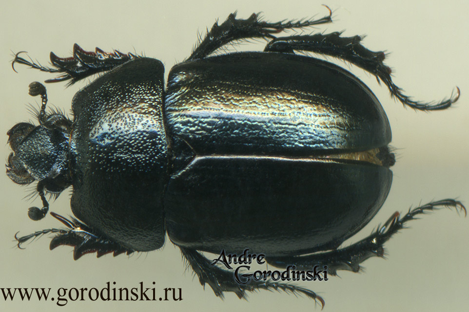 http://www.gorodinski.ru/geotrupes/Odontotrypes tibetanus.jpg